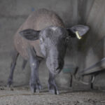 abattoir-maurienne-savoie-moutons-bouverie-saint-etienne-de-cuines