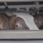 Des animaux découpés vivants dans un abattoir de Savoie