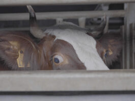 Des animaux découpés vivants dans un abattoir de Savoie