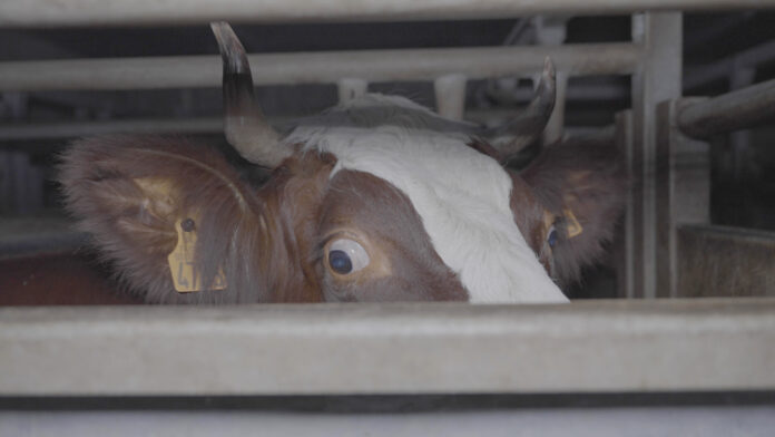 Des animaux découpés vivants dans un abattoir de Savoie Des animaux découpés vivants dans un abattoir de Savoie