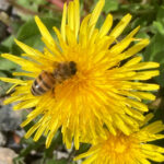 Abeille sur fleur de pissenlit-Yann Maillet(1)