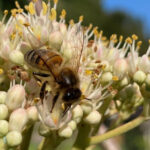 Abeilles sur fleur de tetradium Daniellii-Yann Maillet(1)
