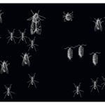 Art 1 Esthetique du Désordre