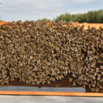 cadre d&rsquo;abeilles plein-Fani Hatjina(1)