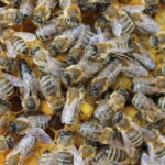 colonies d&rsquo;abeilles en Grece-Fani Hatjina(1)