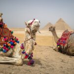 Dromadaire-Egypte
