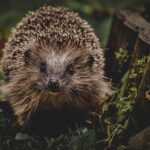 hedgehog-7274569_1280