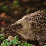 hedgehog-child-1696328_1280