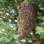 swarm-of-bees-7996582_1280