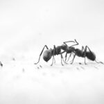 thomas-kinto-QEkPeFtkON0-un