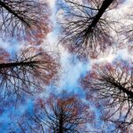 treetops-2991743_1280