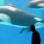 32976538_106972afb9_h