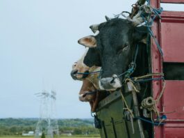 De la ferme à l’enfer : la face cachée du transport animalier