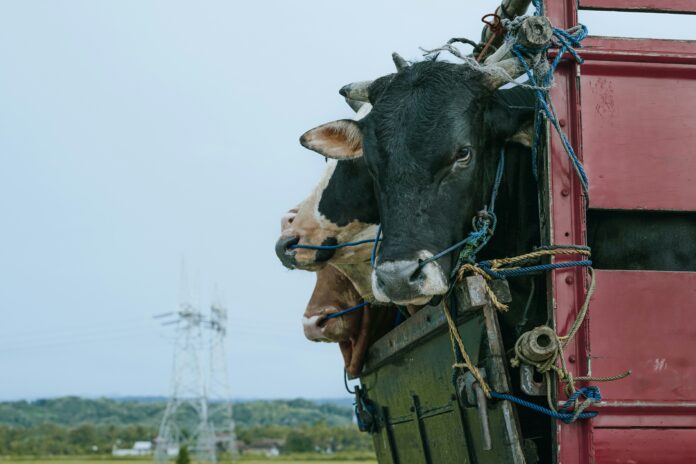 De la ferme à l’enfer : la face cachée du transport animalier