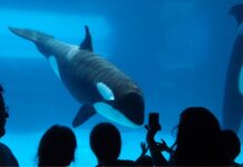 Marineland d’Antibes : la fin d’un vieux monde le 5 janvier Marineland d’Antibes : la fin d'un vieux monde le 5 janvier