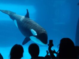 Marineland d’Antibes : la fin d'un vieux monde le 5 janvier