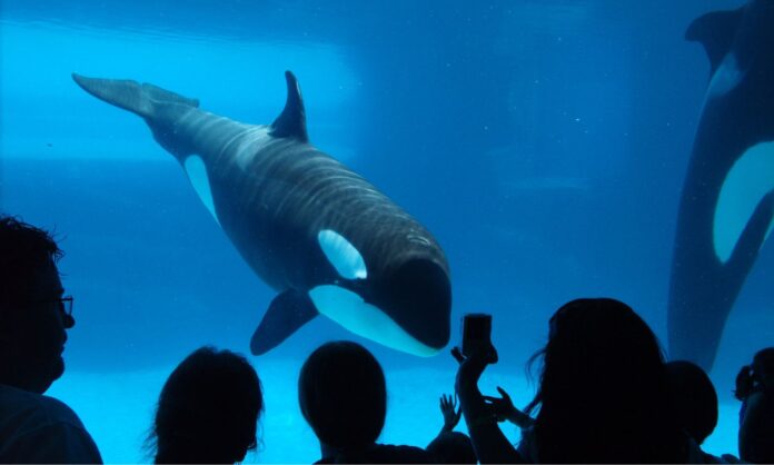 Marineland d’Antibes : la fin d'un vieux monde le 5 janvier