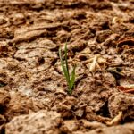 drought-7362670_1920
