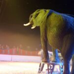 Eléphants-et-autres-animaux