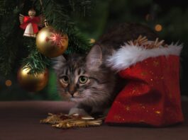 Pourquoi il ne faut pas offrir d'animal pour Noël ?