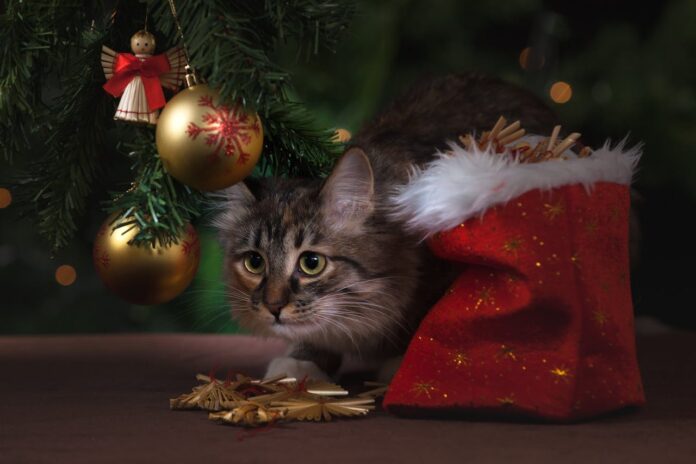 Pourquoi il ne faut pas offrir d’animal pour Noël ? Pourquoi il ne faut pas offrir d'animal pour Noël ?