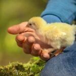 Saumon fumé, foie gras 05