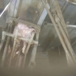 abattoir-rhone-ouest-amenee-cochon-aiguillon-electrique-vetuste