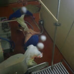 abattoir-rhone-ouest-saint-romain-de-popey-abattage-cochon-fuite-panique