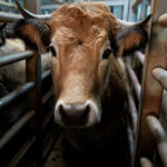 Abattoir Rhône Ouest : un enfer pour les animaux dévoilé