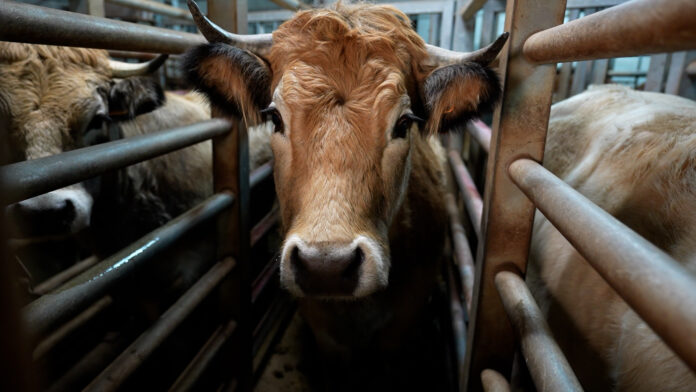 Abattoir Rhône Ouest : un enfer pour les animaux dévoilé Abattoir Rhône Ouest : un enfer pour les animaux dévoilé