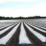 Bâches_à_plat_agricoles_dans_un_champ_(2)