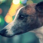 dada-mar-vW3TSK0KQAc-unspla