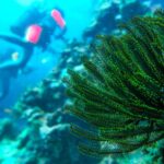 plongee-iles-salomon-vincent-hilaire-792×528-bicubic