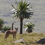 1280px-Canis_simensis_-Simien_Mountains,_Ethiopia-8