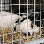 Chien barreaux cage refuge