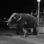 David Hallyday dénonce le sort des animaux de cirque, dressés pour divertir ©Unsplash