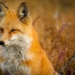 Exploitation animale : à quand la fin de la fourrure ?