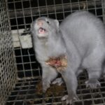 Vison Finlande élevage