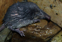 Le rat-trompette, une espèce menacée des Pyrénées