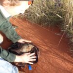 Releasing Bandicoots 2. Western Australia. Credit Colleen Sims – WA Department of Biodiversity, Conservation, Attractions.JPG – copie