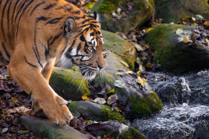 L’incroyable retour du tigre en Inde, sauvé de l’extinction L’incroyable retour du tigre en Inde, sauvé de l'extinction