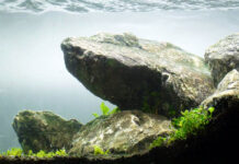 ET pourquoi pas un aquarium sans poisson ? Et pourquoi pas un aquarium sans poisson ?