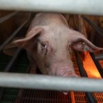 elevage-lein-treo-cochons-bretagne-leclerc-maternite-truie-cage