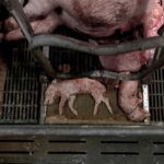 elevage-lein-treo-cochons-bretagne-leclerc-maternite-truie-cage-mort-nouveau-ne