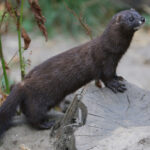 European_Mink_at_Osnabrück_Zoo_02_cropped