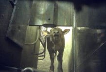 L214 : Plainte pour cruauté contre l’abattoir de Charlieu