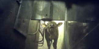 L214 : Plainte pour cruauté contre l’abattoir de Charlieu