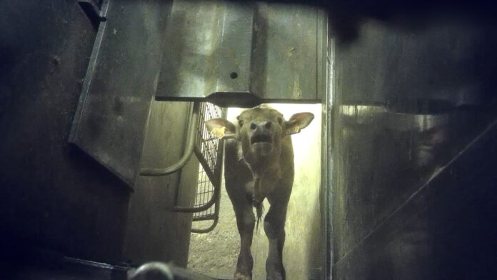 L214 : Plainte pour cruauté contre l’abattoir de Charlieu