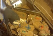 Abattoir de Meaux : l’insoutenable souffrance des animaux