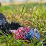 clint-patterson-kN9Z9qjOezM-unsplash_11zon